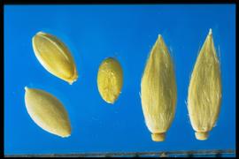 From Left to Right: 1.  Eriochloa punctata   2.  Eriochloa aristata  . Spikelets with a dense covering of appressed hairs. 