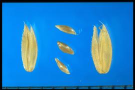  Holcus lanatus.  Spikelets and florets. 