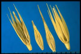  Hordeum pusillum.  Fascicles with two pedicellate, sterile spikelets on either side of a fertile one. 