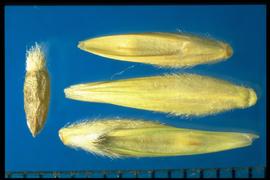  Leymus racemosus  ssp.  racemosus.  The caryopsis is very hairy on the rachilla and on the lateral sides of the lemma on the basal half. 
