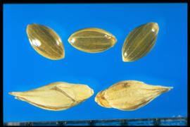  Panicum capillare . When present, spikelets are composed of a papery first and second glume, a papery sterile lemma, and a floret. 