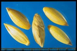  Megathyrsus maximus.  Yellow florets with dark brown tips. 