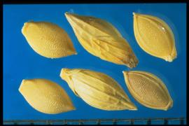  Urochloa texana.  Spikelet with glumes that have strong longitudinal nerves. 