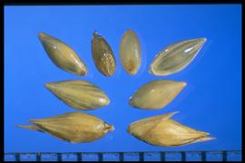  Panicum virgatum.  The spikelet consists of a short first glume, a second glume, and a first sterile lemma of equal length and pointed, and finally the floret. 