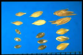 From Left to Right: 1.  Panicum capillare  2.  Panicum coloratum  3.  Panicum virgatum . The second glume and sterile lemma are pointed. 