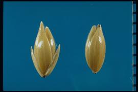  Phalaris carnariensis . Florets with two sterile lemmas that are over half the length of the floret. 