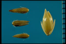 From Left to Right: 1.  Phalaris arundinacea  2.  Phalaris canariensis.  Light brown florets with yellow longitudinal lines. 