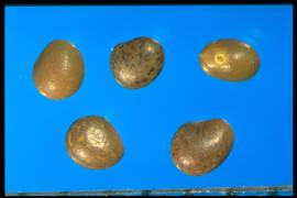  Lotus corniculatus.  Olive brown seeds that are often flecked with dark or light colors. Photo courtesy of Colorado State University, Department of Soil and Crop Sciences.