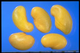  Medicago sativa.  Seeds that are yellowish to tan to brown (immature seeds may be yellowish- green). Photo courtesy of Colorado State University, Department of Soil and Crop Sciences.