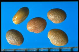  Melilotus indicus.  Seeds with a rough seed coat and a dark color. Photo courtesy of Colorado State University, Department of Soil and Crop Sciences.