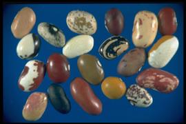  Phaseolus vulgaris.  True seeds with extreme variability in color and size. Photo courtesy of Colorado State University, Department of Soil and Crop Sciences.