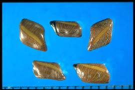  Senna tora.  Brown true seed with a light brown diagonal band. Photo courtesy of Colorado State University, Department of Soil and Crop Sciences.