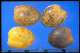  Trifolium fragiferum.  True seeds that are 