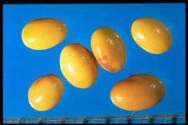  Trifolium incarnatum.  True seeds with the hilum located half the distance of the cotyledon and isn't indented. Photo courtesy of Colorado State University, Department of Soil and Crop Sciences.