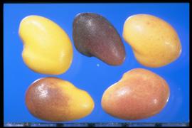  Trifolium pratense.  True seeds with purple shading. Photo courtesy of Colorado State University, Department of Soil and Crop Sciences.