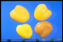  Trifolium repens.  True seeds with no flecking. Photo courtesy of Colorado State University, Department of Soil and Crop Sciences.