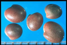  Trifolium subterraneum.  True seeds with a radicle 3/4 the length of the cotyledon lobe and is divergent. Photo courtesy of Colorado State University, Department of Soil and Crop Sciences.