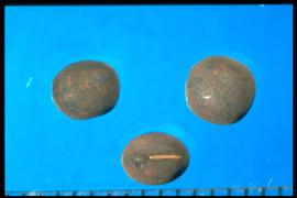  Vicia benghalensis.  True seeds with the hilum flush with the seed surface. Photo courtesy of Colorado State University, Department of Soil and Crop Sciences.