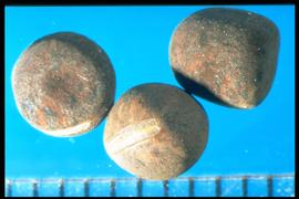  Vicia pannonica.  True seeds with the hilum and chalaza on opposite sides of the seed. Photo courtesy of Colorado State University, Department of Soil and Crop Sciences.