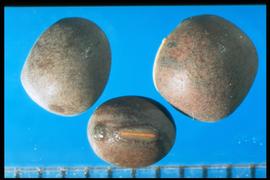  Vicia villosa  subsp.  varia.  True seed with the chalaza near the end of the hilum. Photo courtesy of Colorado State University, Department of Soil and Crop Sciences.