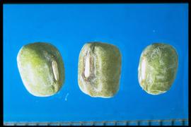  Vigna radiata.  True seed with the hilum covered with a whitish layer surrounded by a dark green band. Photo courtesy of Colorado State University, Department of Soil and Crop Sciences.