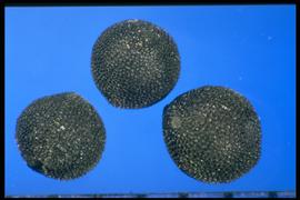  Ellisia nyctelea.  Seeds with strong reticulations with unilateral spaces. 