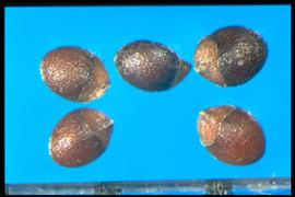  Mentha X piperita.  Nutlets with proportionately large joining scars at the base. 