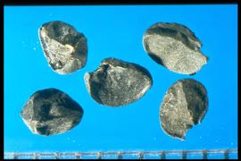 Allium cepa.  Wedge-shaped seeds with one flat surface. 