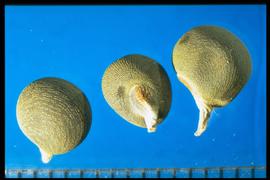  Abelmoschus esculentus.  Pointed extension from the hilum.