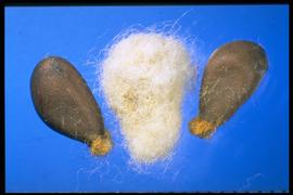  Gossypium sp.  Seeds that have been acid-delineated are smooth. Seeds just harvested are covered with voluminous amounts of fiber. 