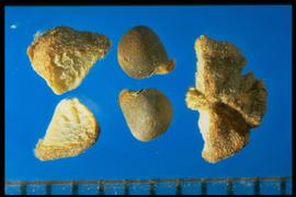  Malvella leprosa.  The seeds are oval and laterally wedged, with a flat caruncle covering the hilum. 