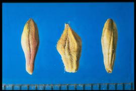 From Left to Right: 1.  Oenothera curtiflora  2.   Oenothera hispida  3.  Oenothera gaura . Smooth capsules with eight longitudinal grooves. 