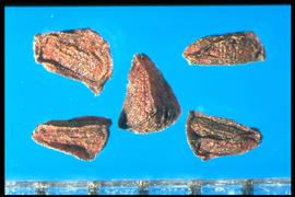  Oenothera biennis.  Seeds with many irregular flat surfaces with a ridge between the surfaces. 