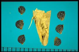  Argemone hispida.  Globose true seeds with strong reticulations and shiny concavities. 