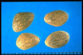  Pinus ponderosa . True seeds that are often associated with wings, which are totally or partially removed in the conditioning process. 