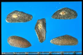  Plantago rugelii.  Rough true seeds with angular margins. 