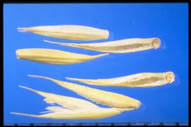  Agropyron cristatum.  Lanceolate florets. 