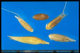  Agrostis canina.  Brown caryopsis, top middle. Yellowish-brown spikelets and florets.