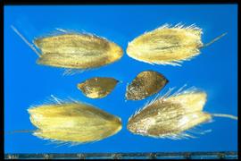  Alopecurus geniculatus . Pubescence. 