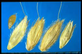  Alopecurus pratensi s. Geniculate awn. 
