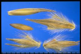  Andropogon hallii.  Top: a fertile pedicellate spikelet. 