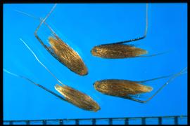  Anthoxanthum odoratum.  The sterile lemmas each have awns, with the one awn being much longer and geniculate than the other. They are also coarsely granular and copiously pubescent well above the middle of the lemma. 