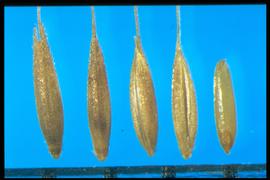  Apera spica-venti . The caryopsis is yellowish and semi-soft. Spikelets are one-flowered, and disarticulation is above the glumes. 
