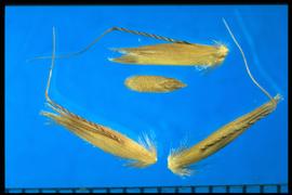  Arrhenatherum elatius.  Achene with a long geniculate awn and strong bristles surrounding the callus. 