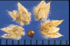  Alternanthera pungens.  Sharp pointed bracts, perimeter of photo. True seed, center bottom. 