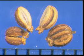  Cicuta douglasii.  The point of the mericarp attachment to the stem (stylopodium) is large. Photo courtesy of Colorado State University, Department of Soil and Crop Sciences.