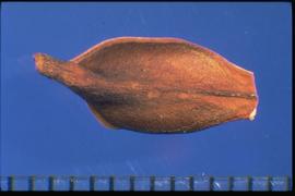  Asclepias labriformis.  True seed, texture rough. 