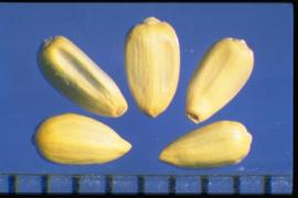  Rhaponticum repens.  Achenes that are obovate and semi-compressed longitudinally. Photo courtesy of Colorado State University, Department of Soil and Crop Sciences.