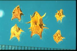 From Left to Right: 1.  Ambrosia tomentosa  2.  Ambrosia gray  3.  Ambrosia confertiflora . 