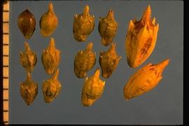 From Left to Right: 1.  Ambrosia artemisiifolia  2.  Ambrosia psilostachya  3.  Ambrosia trifida .